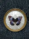 Cadre papillon naturalisé spécimen Hypolimnas Salmacis 