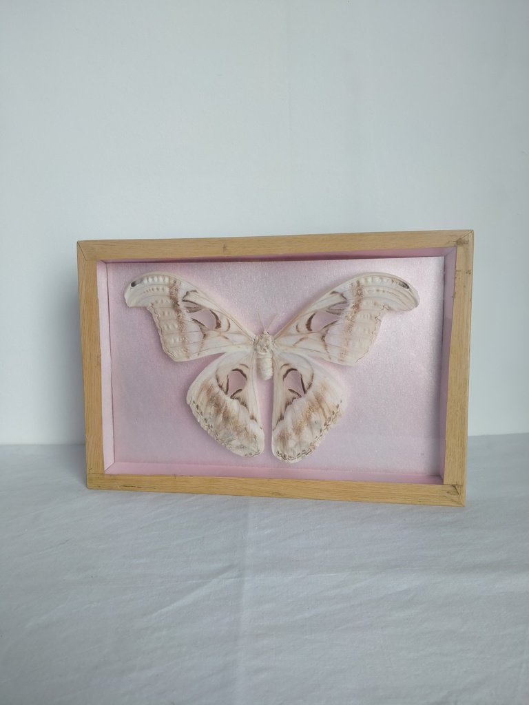 Cadre papillon naturalisé (Attacus Atlas)