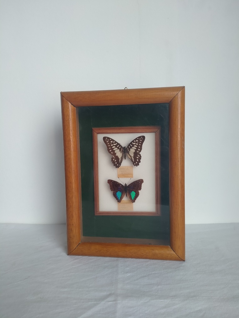 Cadre papillons naturalisés