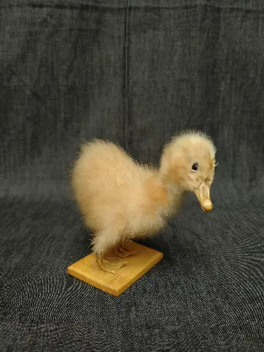 [26010] Caneton naturalisé