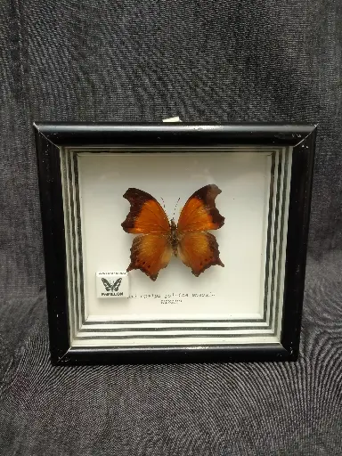 [26010] Cadre papillon naturalisé 