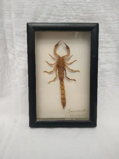 [26074/2] Scorpion naturalisé