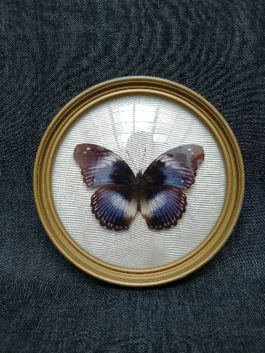 [26077] Cadre papillon naturalisé spécimen Hypolimnas Salmacis 