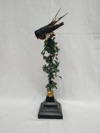 [26078/2] Spécimen d'une hirondelle rustique naturalisé monté sur socle 