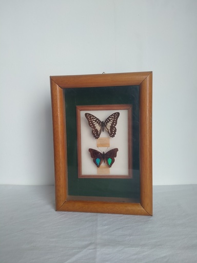 [A014] Cadre papillons naturalisés
